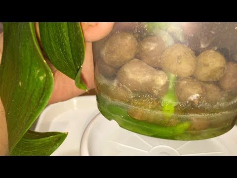 ОРХИДЕЯ БЕЗ КОРНЕЙ легко нарастила их в КЕРАМЗИТЕ