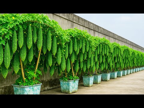 Grow Bitter Melon in Containers — Turn Your Rooftop into a Fresh Bitter Melon Farm