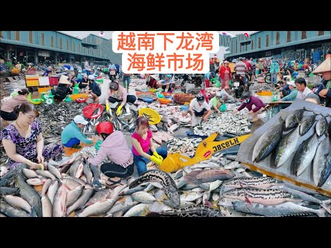 越南下龍灣的海鮮市場，很多新鮮的大魚