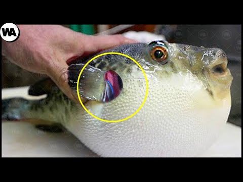 Животные, Которые Победили В Эволюционной Гонке