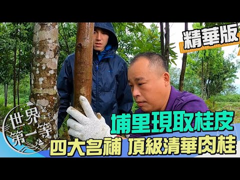 【埔里】中藥四大名補 頂級清華肉桂｜《世界第一等》966集精華版