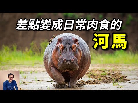 貴為非洲第一神獸,卻差點被做成漢堡,如今入侵新大陸,來勢洶洶的——河馬【老肉雜談】#動物 #野生動物 #非洲 #河馬 #hippo
