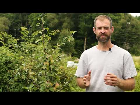 Own seedlings of fruit trees.