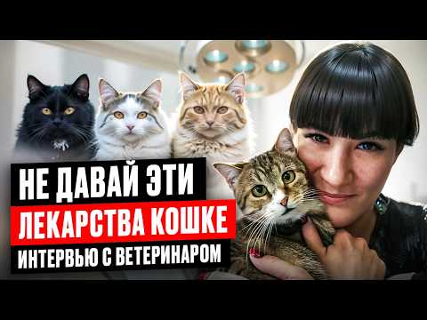 Опасно! Эти вет препараты назначают кошкам
