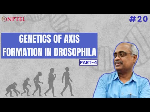 #20 Genetics of axis formation in Drosophila | Part 4 | Introduction to Developmental Biology