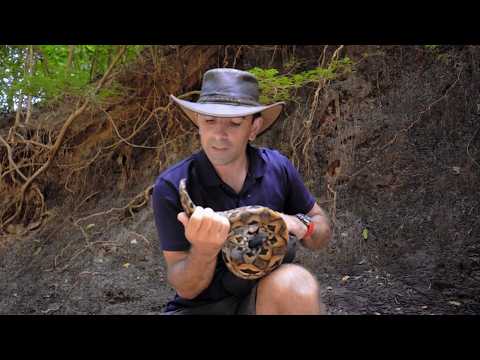 Madagascar, Chameleon Island | Snake tracker