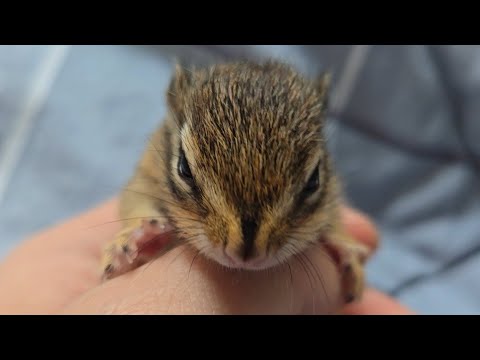 ※심쿵주의하세요! 집에서 아장아장 아기다람쥐들이 태어났어요!