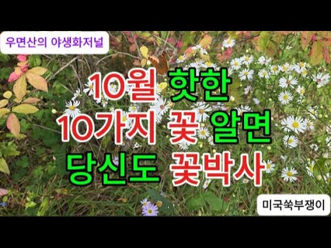 구절초·아스타·낙상홍, 10월 핫한 꽃 10가지 알면 당신도 '꽃박사'