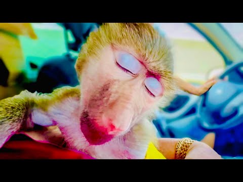 Мы едем из клиники домой,Маня уснула.А Степа НАСТОЯЩИЙ ГАМАДРИЛ и он ведет себя с Маней как гамадрил