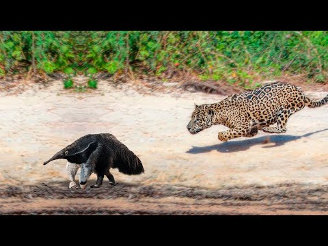 This Jaguar Was Doomed! Rare Animal Fights Caught on Camera