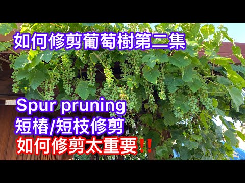 如何修剪葡萄樹第2集‼️短枝修剪‼️萬用果樹修剪法5‼️保證全網最棒👍絕對值得珍藏#How to prune grape vines using spur pruning