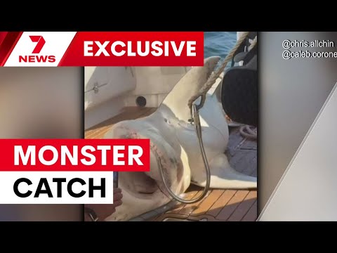 Monster bull shark caught in Sydney Harbour | 7NEWS