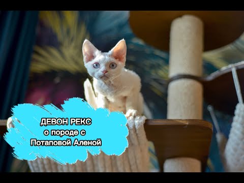 о породе Девон Рекс с ветеринарным врачом Потаповой Аленой