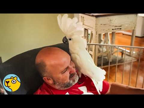 Parrot Chose His Favorite Human and Tells Him Stories