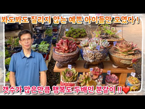 언제봐도 질리지 않는 손님분 분갈이 !! 다양하고 많은 만큼 예쁨도 두배 !! 행복과 힐링도 두배 !!! 다들 어서들 행복 찾아오세요 ~!!