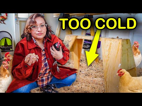 WARNING: Do NOT Use this Coop Bedding in Winter! (use this instead)