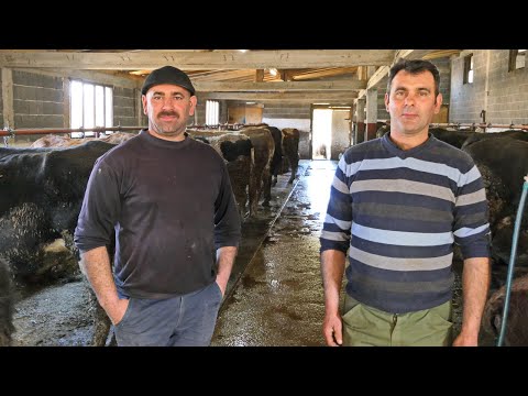 Dva složna brata imaju 100 krava, odlične štale i vrhunsku mehanizaciju