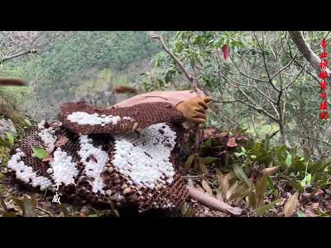 再破记录，子威在群山之巅峭壁之上...捞不完#虎头蜂 #户外探险#抓虎头峰