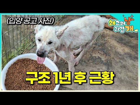 임시보호 단 1년 만에 표정부터 모든 것이 완전히 변헸다는 찹쌀이. 어떻게 지내고 있을까?│#왜그러냥귀엽개
