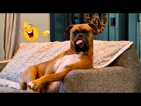 I Can’t Believe These Dogs Are Still This Funny 😂 Best Funny Dog Videos of 2026 🐶