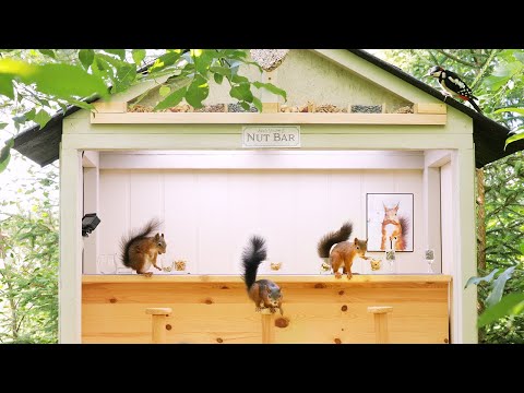 Movie Squirrels Nut Bar 2 - Busy Day at the bar