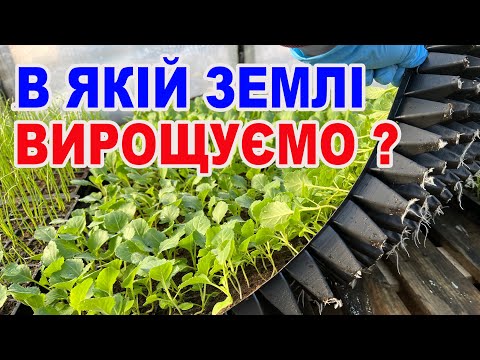 СЕКРЕТИ вирощування ідеальної розсади з торфом
