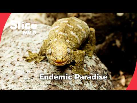 New Caledonia: A Hidden Paradise of Endemic Wonders | SLICE WILD | FULL DOC