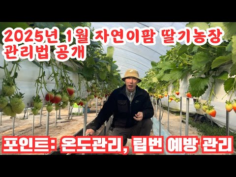 자연이팜 1월 딸기 재배 관리 방법은?? 팁번과 온도 관리!! 필수입니다!!!