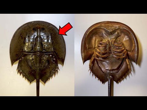 투구게는 게가 아닙니다 ㄷㄷ - 투구게 해부