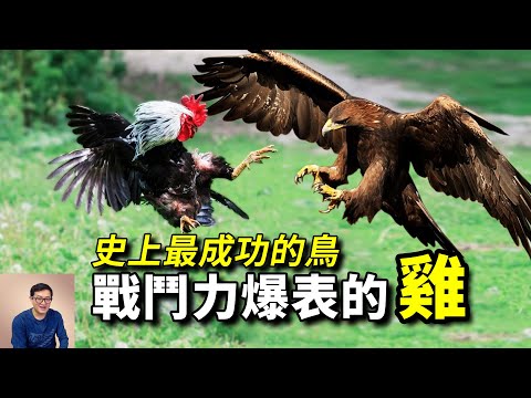 把鷹踢到自閉，與人類鬥智鬥勇！史上最成功的的鳥，正在改變世界的——雞【老肉雜談】#動物 #寵物 #雞 #鳥 #chicken