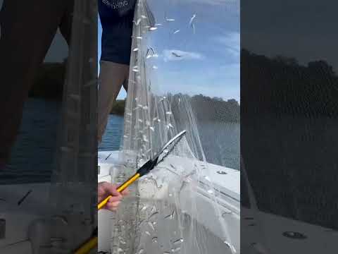 The Fastest way to clean a cast net! #shorts #fishing #clean #cleaning #outdoors