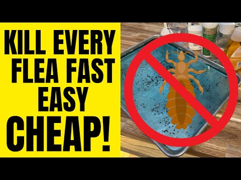 Get Rid Of FLEAS Forever Guaranteed Results | Inside & Outside