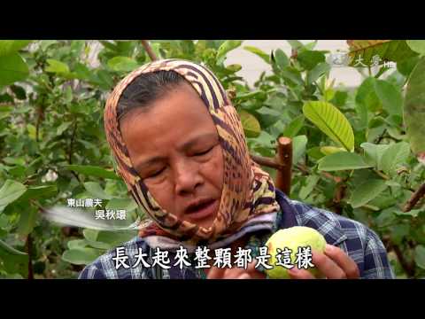 【農夫與他的田】20170303 - 善耕的吳秋環