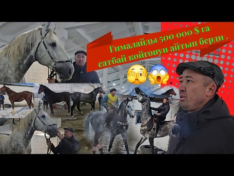 Болот Польшанын жылкы чарбасына саякат 👍 Европадан келген гигант Аргымактар 💥