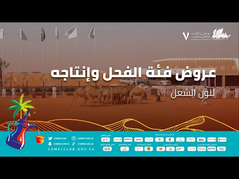 عروض فئة الفحل وإنتاجه للون الشعل  ضمن منافسات #مهرجان_الملك_عبدالعزيز_للإبل7  #همة_طويق