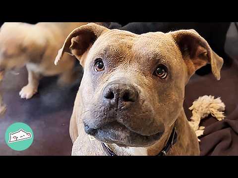 Mama Dog Thanks A Woman For Saving Her Puppies | Cuddle Buddies