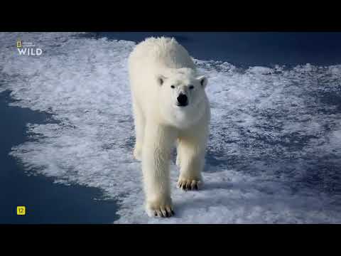 Дикие умные и смертоносные, 3 Часть. Обман.National Geographic Wild HD смотреть онлайн.