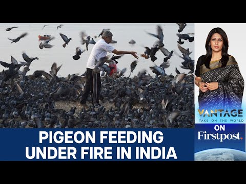 Why Indian Cities Are Cracking Down on Pigeon Feeding | Vantage with Palki Sharma | N18L