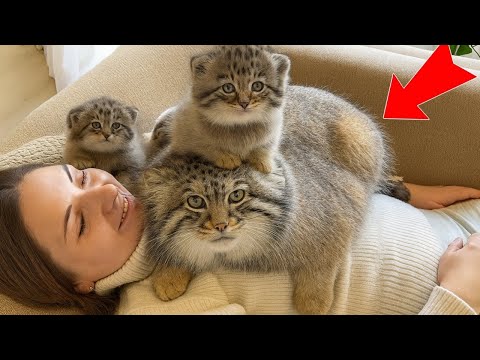 He grew up in my arms… Now he brought HIS family!I thought he ran away, but he brought KITTENS!