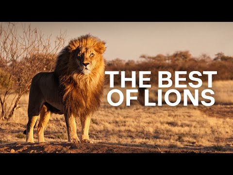 Into the Lion’s World: Collars, Cubs & Survival (4K Documentary)