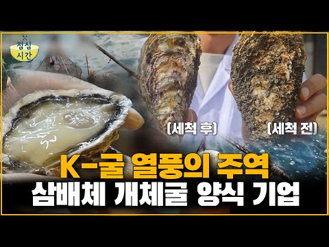 Triploid oyster farming company, the driving force behind the K-oyster craze_Lunchtime