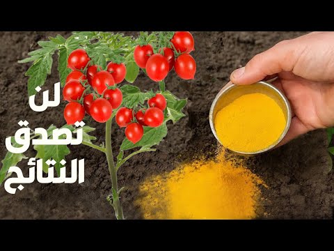 اقوى منشط نمو طبيعي وبلاش ومغذى ومقوى رهيب للجذور ومحسن للتربة يعطى نتائج تفوق الوصف