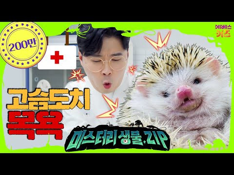 따끔! 따끔! 뾰족한 털을 가진 고슴도치 목욕 시키기ㅣ꾹 동물병원ㅣ고슴도치ㅣ미스터리생물집ㅣ꾹tvㅣKBS 220303 방송