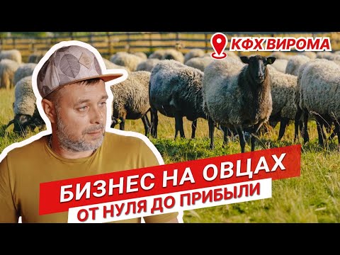 Бизнес на овцах с нуля | Содержание романовских овец | Кормление ягнят | ЗЦМ для ягнят | Овцеводство