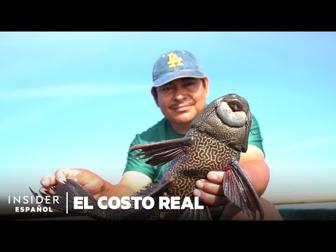 Cómo el "pez diablo" invadió América del Norte | El Costo Real | Noticias Insider