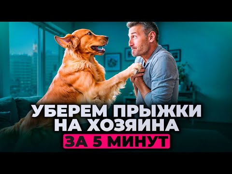 Как отучить собаку прыгать на Людей #собака #лавгав