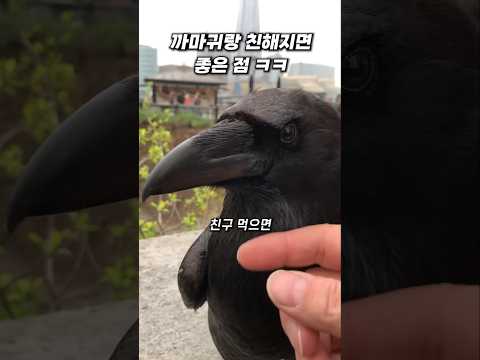 까마귀랑 친해지면 겁나 좋은 이유ㅋㅋ