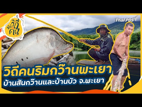 วิถีคนริมกว๊านพะเยา บ้านสันกว๊านและบ้านบัว อ.เมืองพะเยา จ.พะเยา | ซีรีส์วิถีคน