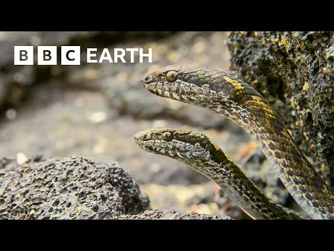 Greatest Fights In The Animal Kingdom: Part 3 | BBC Earth