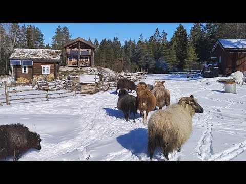 Spring in the Norwegian Woods - Good Company, Mustard Eggs & Tree Pruning | Homestead Diary.